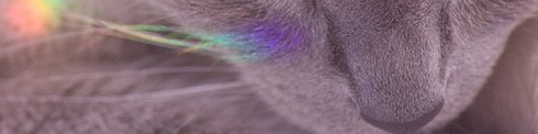 Rainbow Whiskers